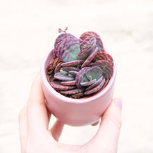 Load image into Gallery viewer, Kalanchoe Marmorata &#39;Zebra&#39;
