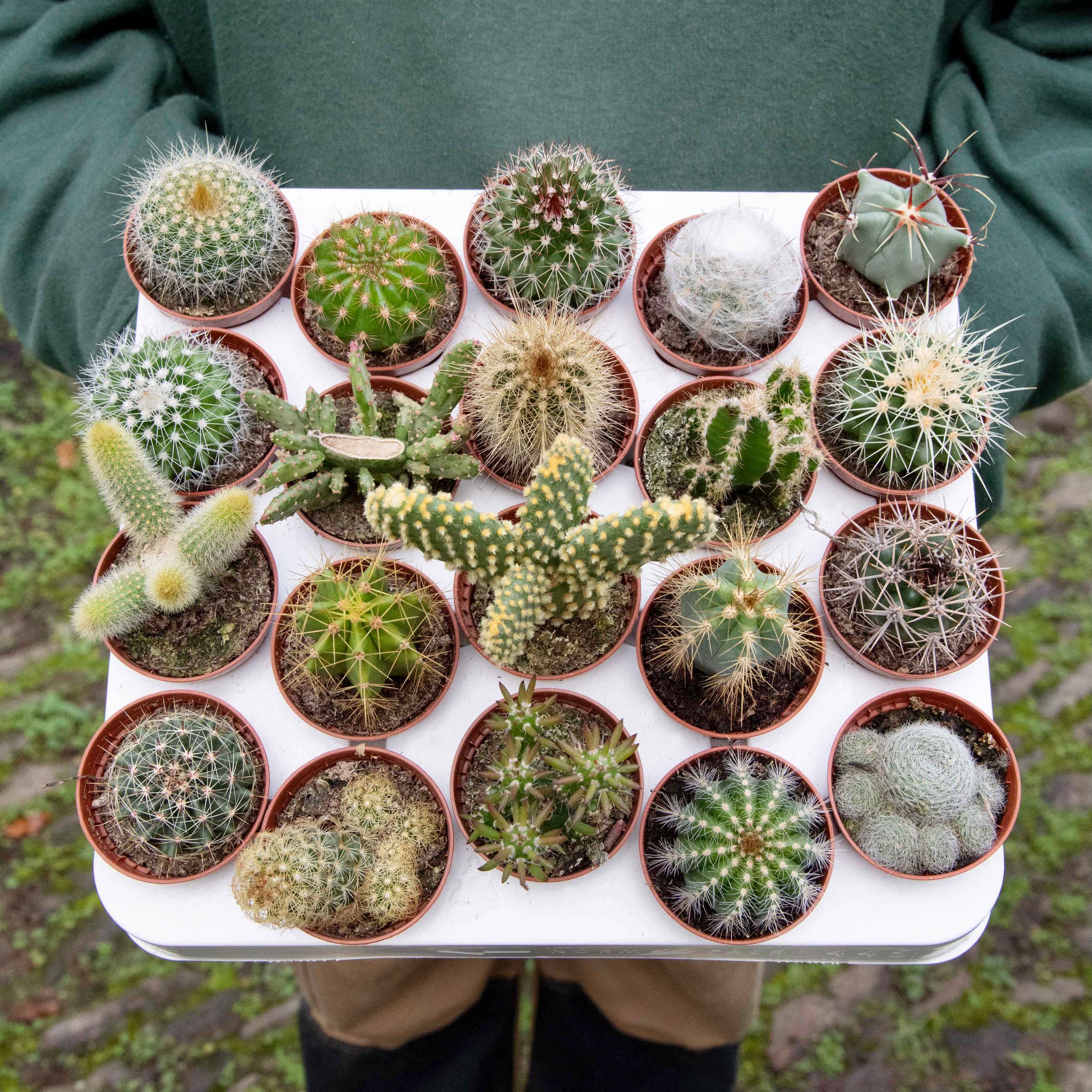 Mini Column Cactus Miniature Cactus Varieties Mini Cactus 5.5cm Pot Assorted – JM