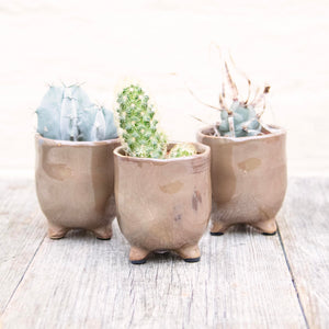 St Tropez Mini Plant Pots For Baby Plants!