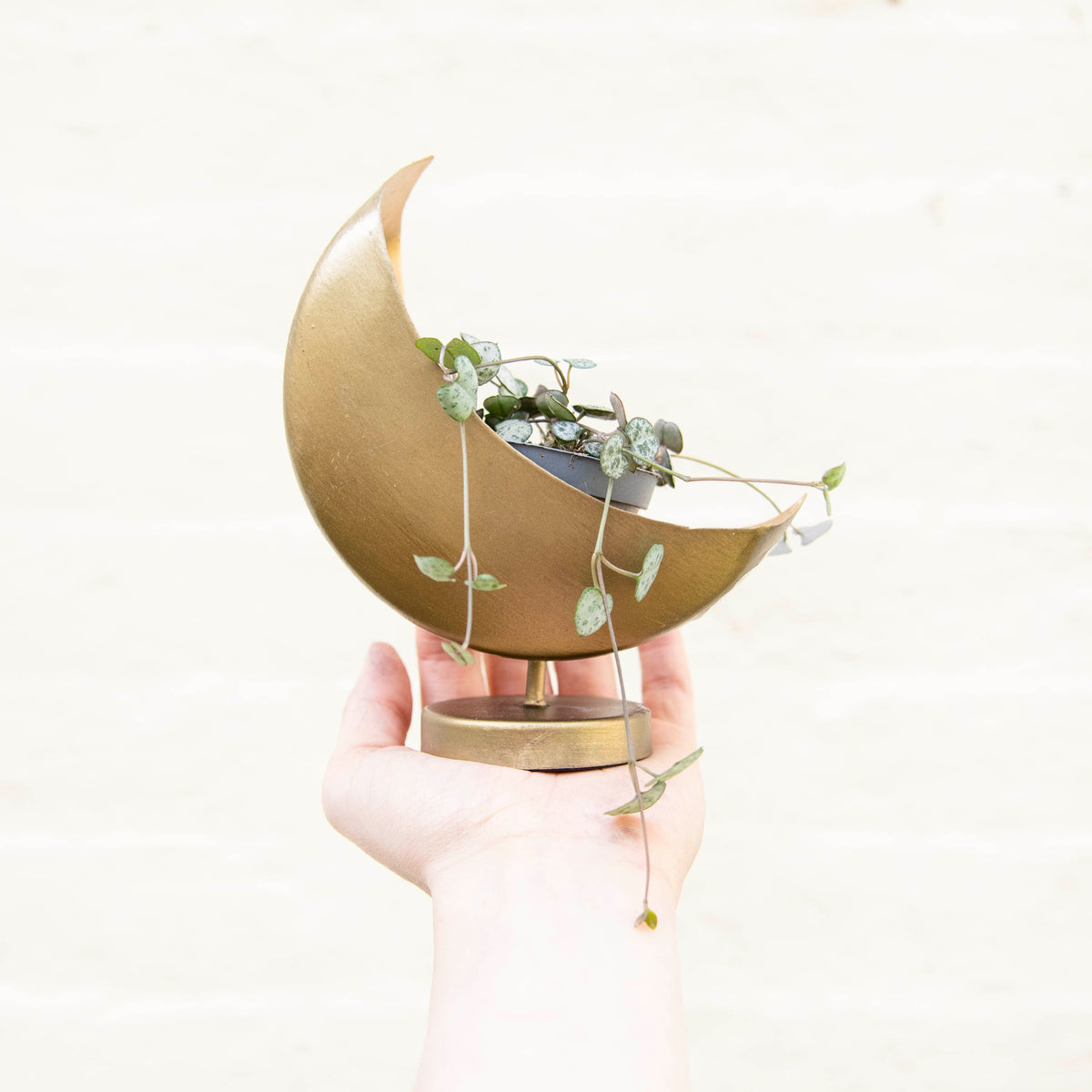 Mini Celestial Moon Planter – Moose Plant Shop