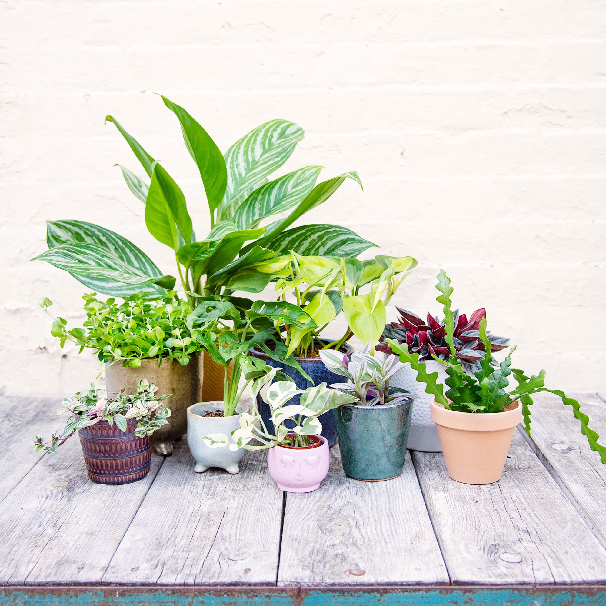mystery house plant box Houseplant Mystery Box – Moose Plant Shop