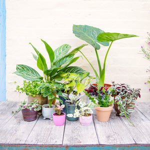 Houseplant Mystery Box