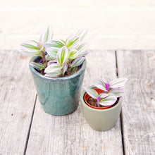 Load image into Gallery viewer, Tradescantia Nanouk &#39;Silver Inch Plant&#39; (2 sizes)
