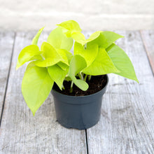 Load image into Gallery viewer, Epipremnum Aureum &#39;Neon Pothos&#39;
