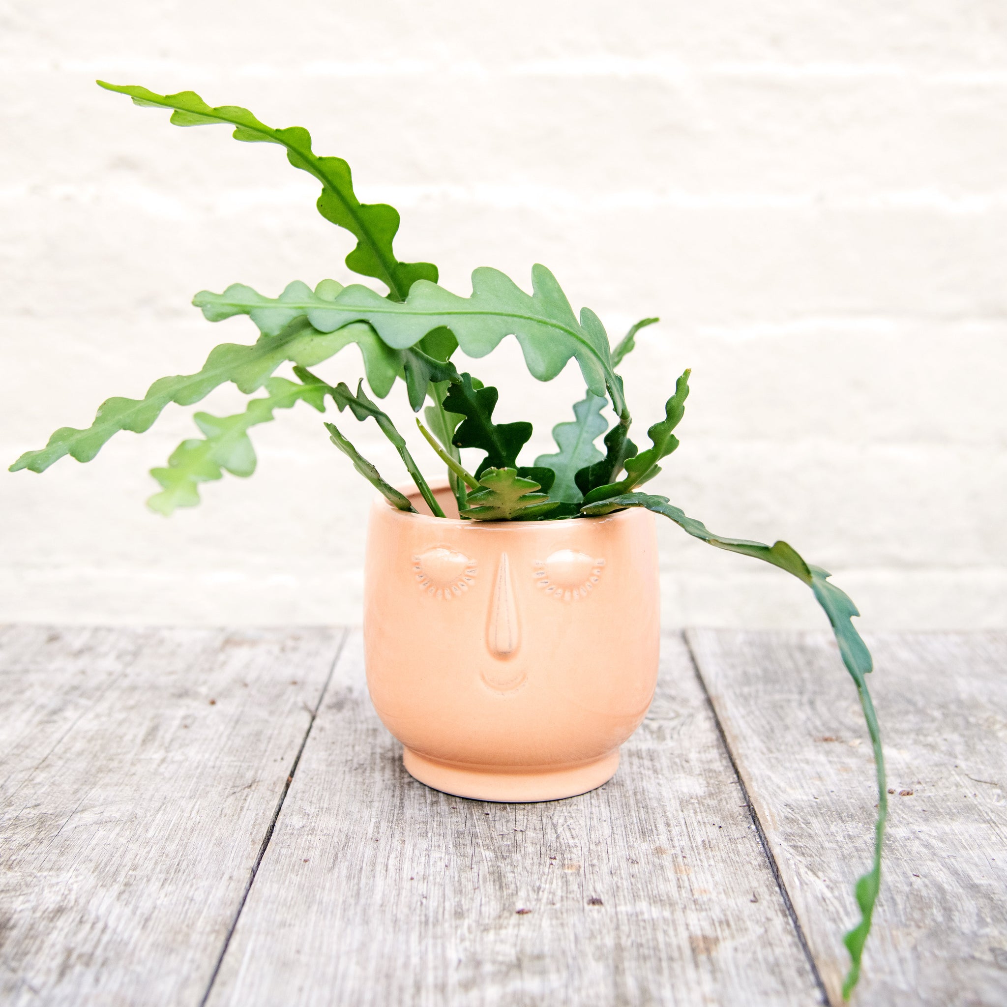 happy face plant pot Happy Face Plant Pots – Moose Plant Shop