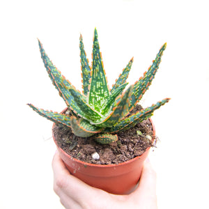 Aloe Zebrina 'Dannyz'