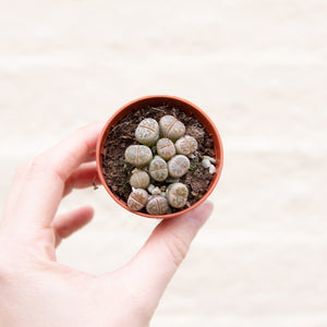 Baby Lithops 'Living Stones'