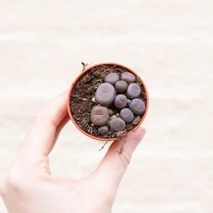 Baby Lithops 'Living Stones'