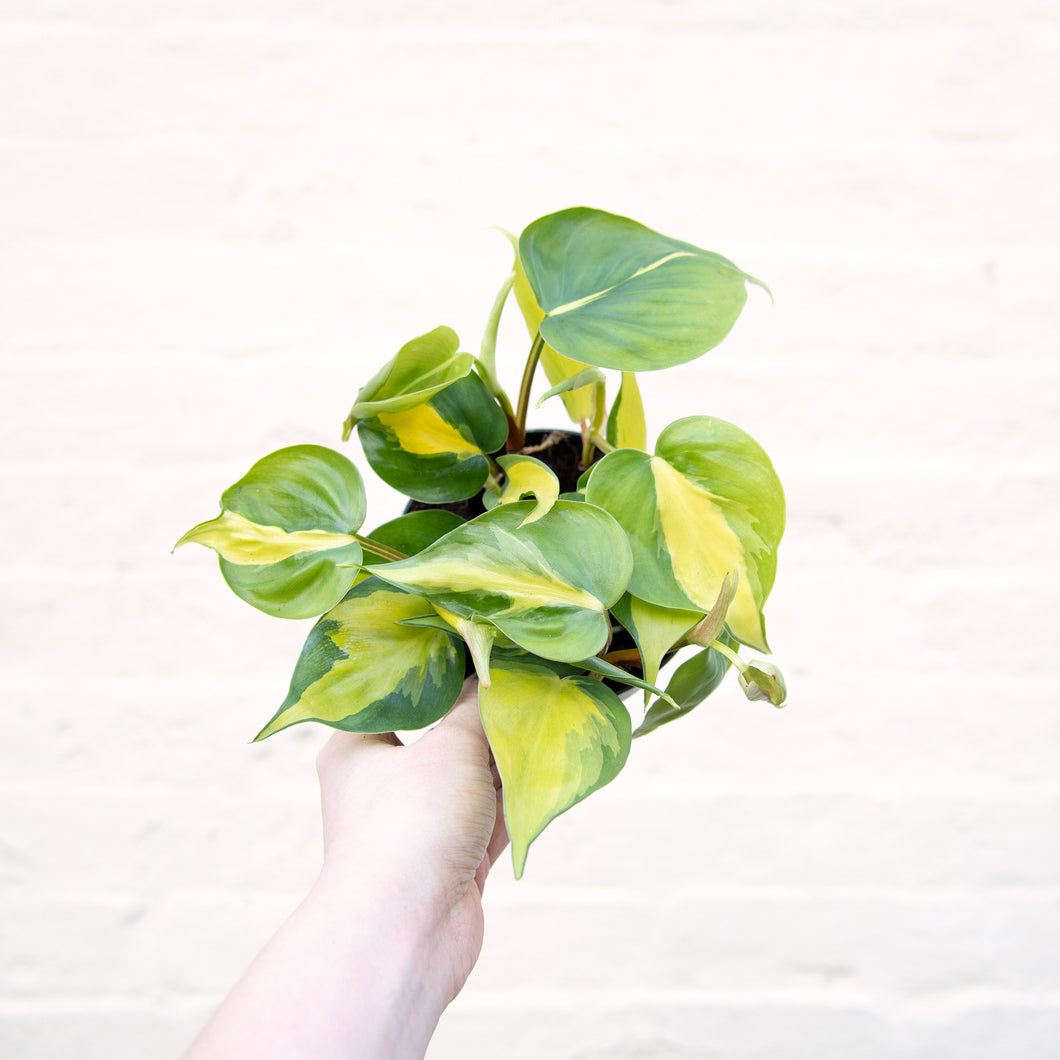 Philodendron Scandens 'Brasil'