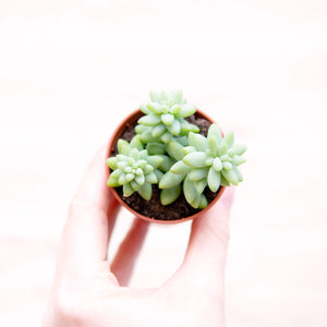 Sedum Morganianum ‘Burrito’