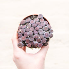 Load image into Gallery viewer, Lithops 'Living Stones'
