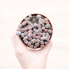 Load image into Gallery viewer, Lithops 'Living Stones'
