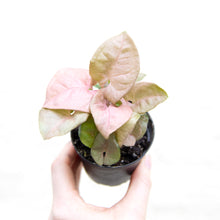 Load image into Gallery viewer, Syngonium &#39;Neon Robusta&#39; (Arrowhead Vine)
