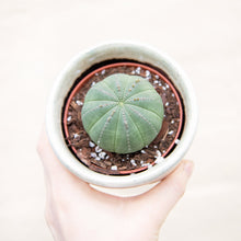 Load image into Gallery viewer, Euphorbia Obesa &#39;Baseball Plant&#39; (2 sizes)
