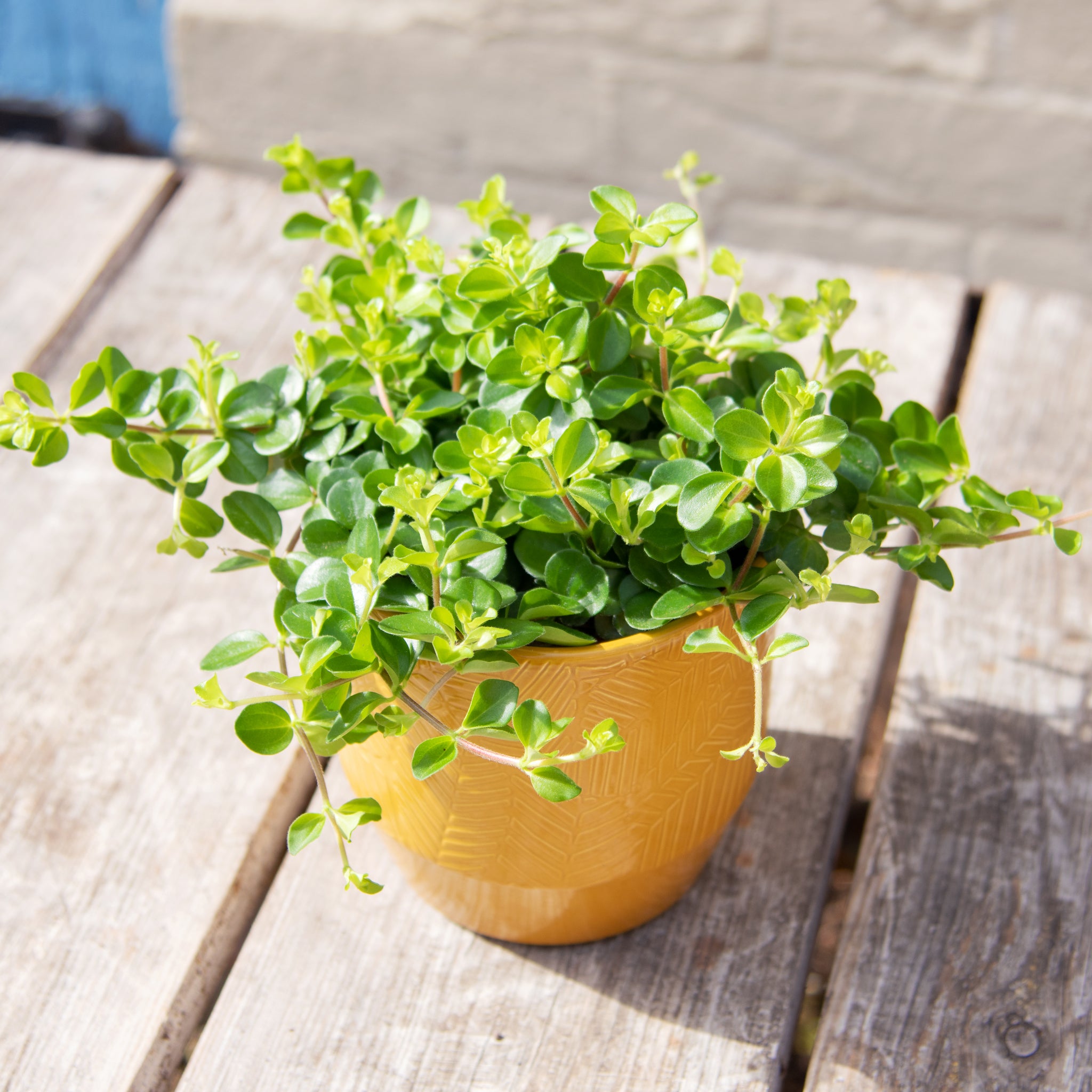 peperomia jade plant Peperomia Rotundifolia 'Trailing Jade' (4 sizes) – Moose Plant Shop