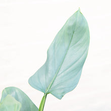 Load image into Gallery viewer, Philodendron Hastatum ‘Silver Sword’
