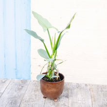 Load image into Gallery viewer, Philodendron Hastatum ‘Silver Sword’
