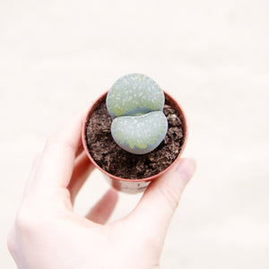 Baby Lithops 'Living Stones'