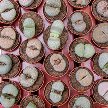 Load image into Gallery viewer, Baby Lithops &#39;Living Stones&#39;
