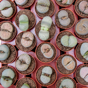 Baby Lithops 'Living Stones'