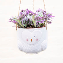 Load image into Gallery viewer, Olivia Owl Hanging Planter
