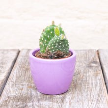 Load image into Gallery viewer, Opuntia Micro Albispina ‘Bunny Ears Cactus’ (2 sizes)

