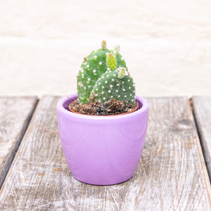 Opuntia Micro Albispina ‘Bunny Ears Cactus’ (2 sizes)