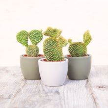 Load image into Gallery viewer, Opuntia Microdasys var. Pallida F Cristata ‘Crested Bunny Ear Cactus’
