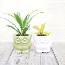 Load image into Gallery viewer, Baby Owl Plant Pot (3 colours)

