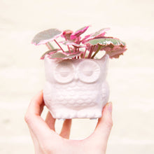 Load image into Gallery viewer, Baby Owl Plant Pot (3 colours)
