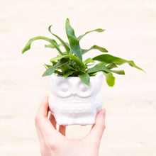 Load image into Gallery viewer, Baby Owl Plant Pot (3 colours)
