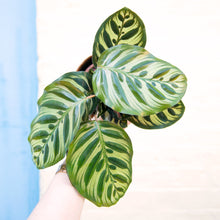 Load image into Gallery viewer, Calathea Makoyana 'Peacock Plant'
