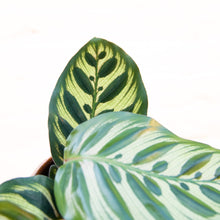 Load image into Gallery viewer, Calathea Makoyana 'Peacock Plant'
