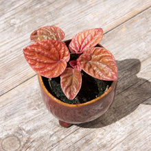 Load image into Gallery viewer, Peperomia 'Quito'
