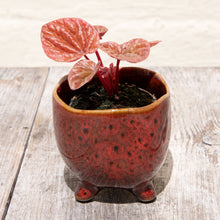 Load image into Gallery viewer, Peperomia 'Quito'
