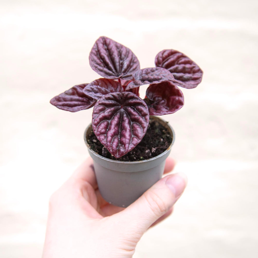 Peperomia 'Luna'