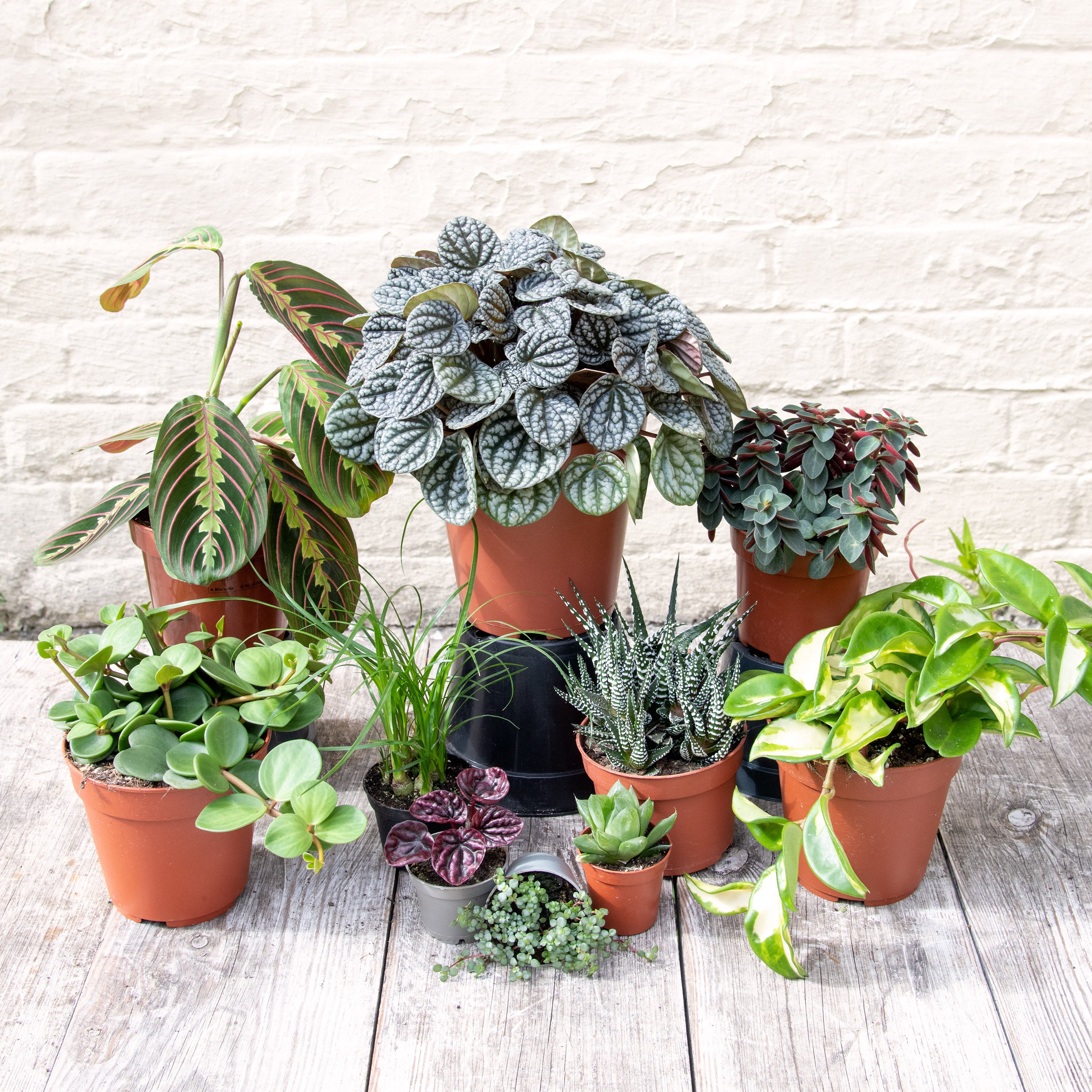 pet friendly house plants uk Pet Friendly Houseplant Mystery Box – Moose Plant Shop