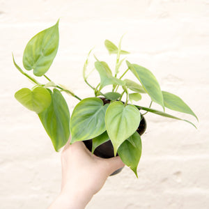 Philodendron Scandens 'Sweetheart Plant'