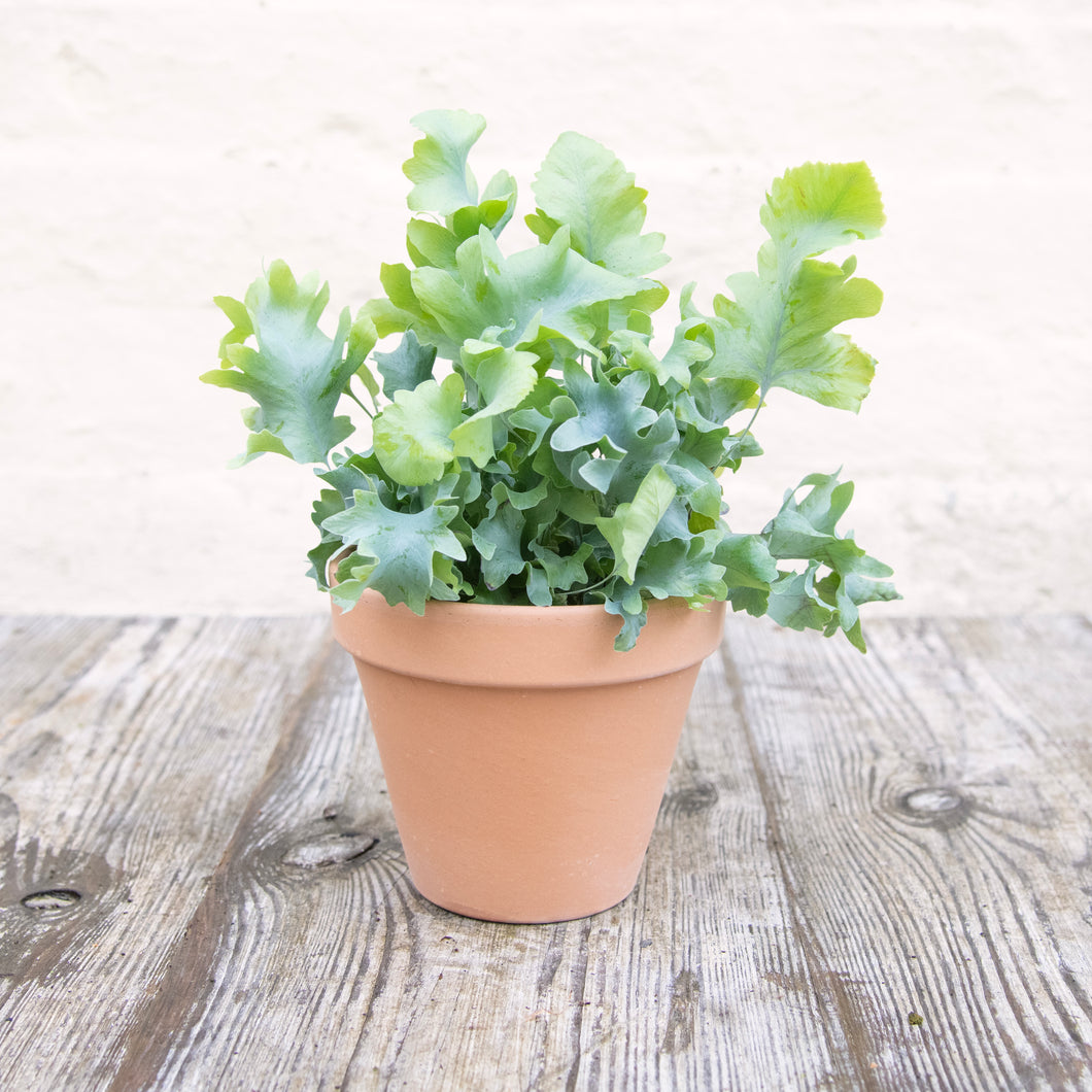 Phlebodium Aureum 'Davana'