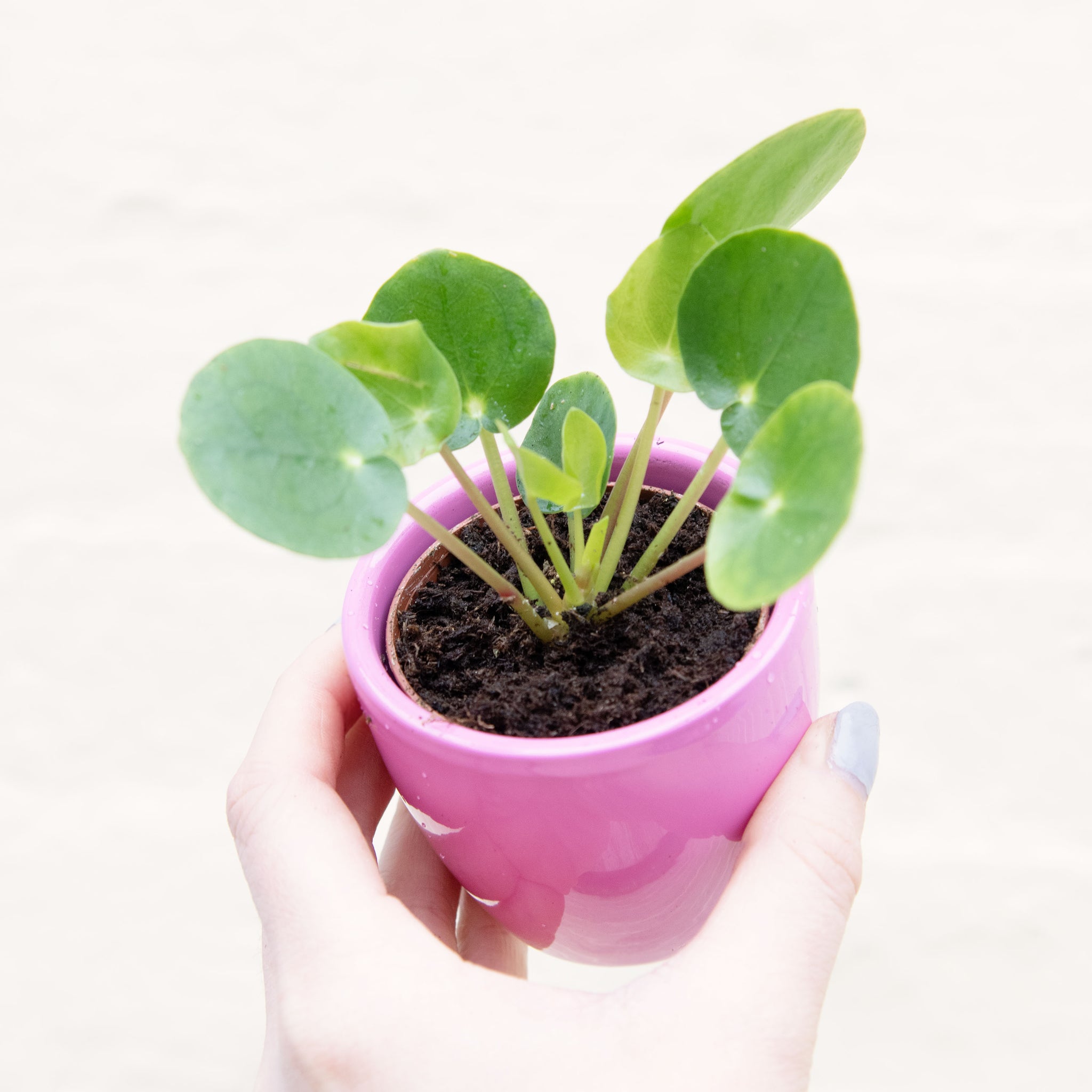 money plant uk Pilea Peperomioides 'Chinese Money Plant' (2 sizes) – Moose Plant Shop