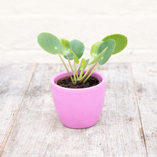 Load image into Gallery viewer, Pilea Peperomioides &#39;Chinese Money Plant&#39; (2 sizes)
