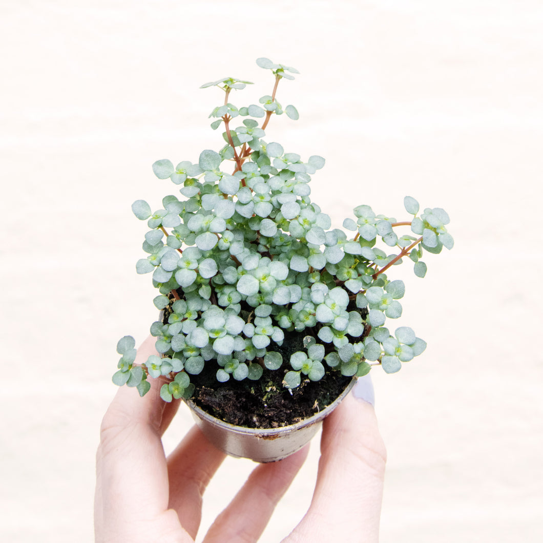 Pilea Glauca 'Greyzy' (4 sizes)