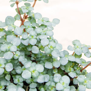 Pilea Glauca 'Greyzy' (4 sizes)