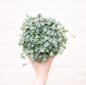 Pilea Glauca 'Greyzy' (4 sizes)