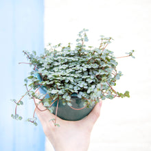 Load image into Gallery viewer, Pilea Glauca &#39;Greyzy&#39; (4 sizes)

