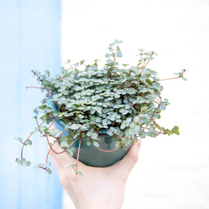 Pilea Glauca 'Greyzy' (4 sizes)