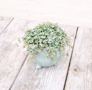 Pilea Glauca 'Greyzy' (4 sizes)