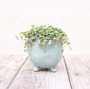 Pilea Glauca 'Greyzy' (4 sizes)