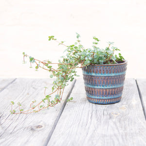 Pilea Glauca 'Greyzy' (4 sizes)