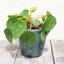Load image into Gallery viewer, Pilea Peperomioides &#39;Sugar&#39;
